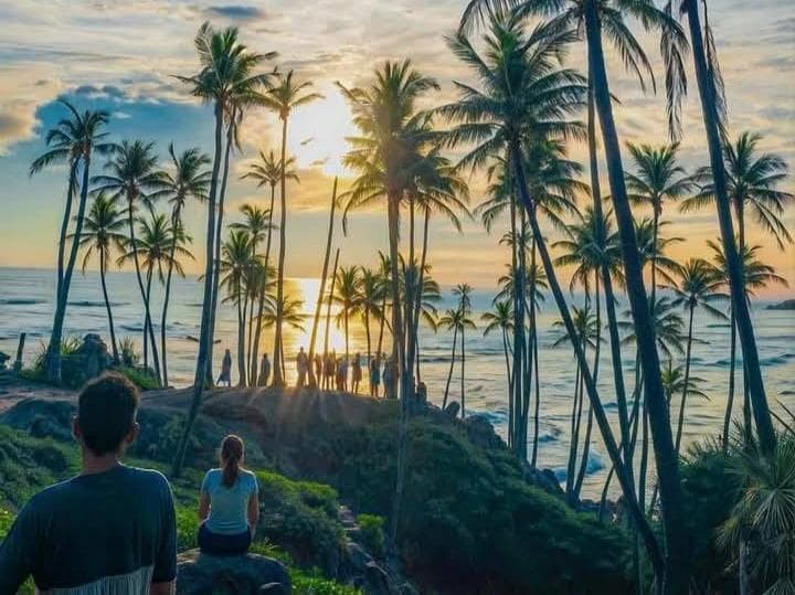 Coconut Tree Hill, The Tropical Outlook