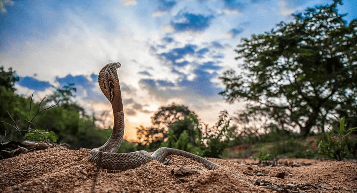 The Snake Farm of Mirissa: A Spooky but Educational Experience