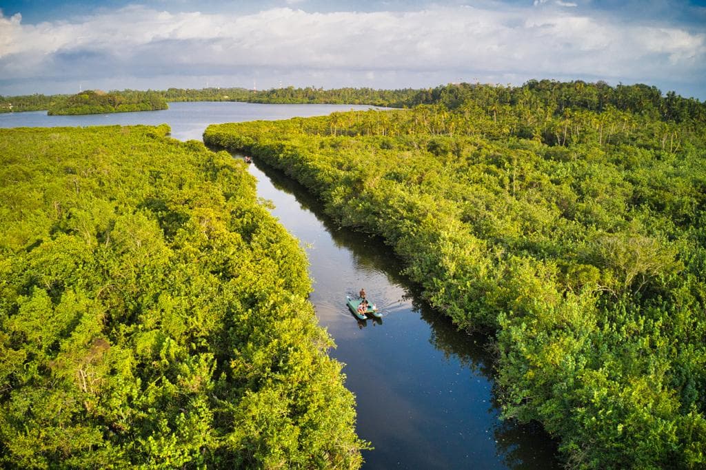 Mirissa Eco Lagoon Tours The Mangrove Maze