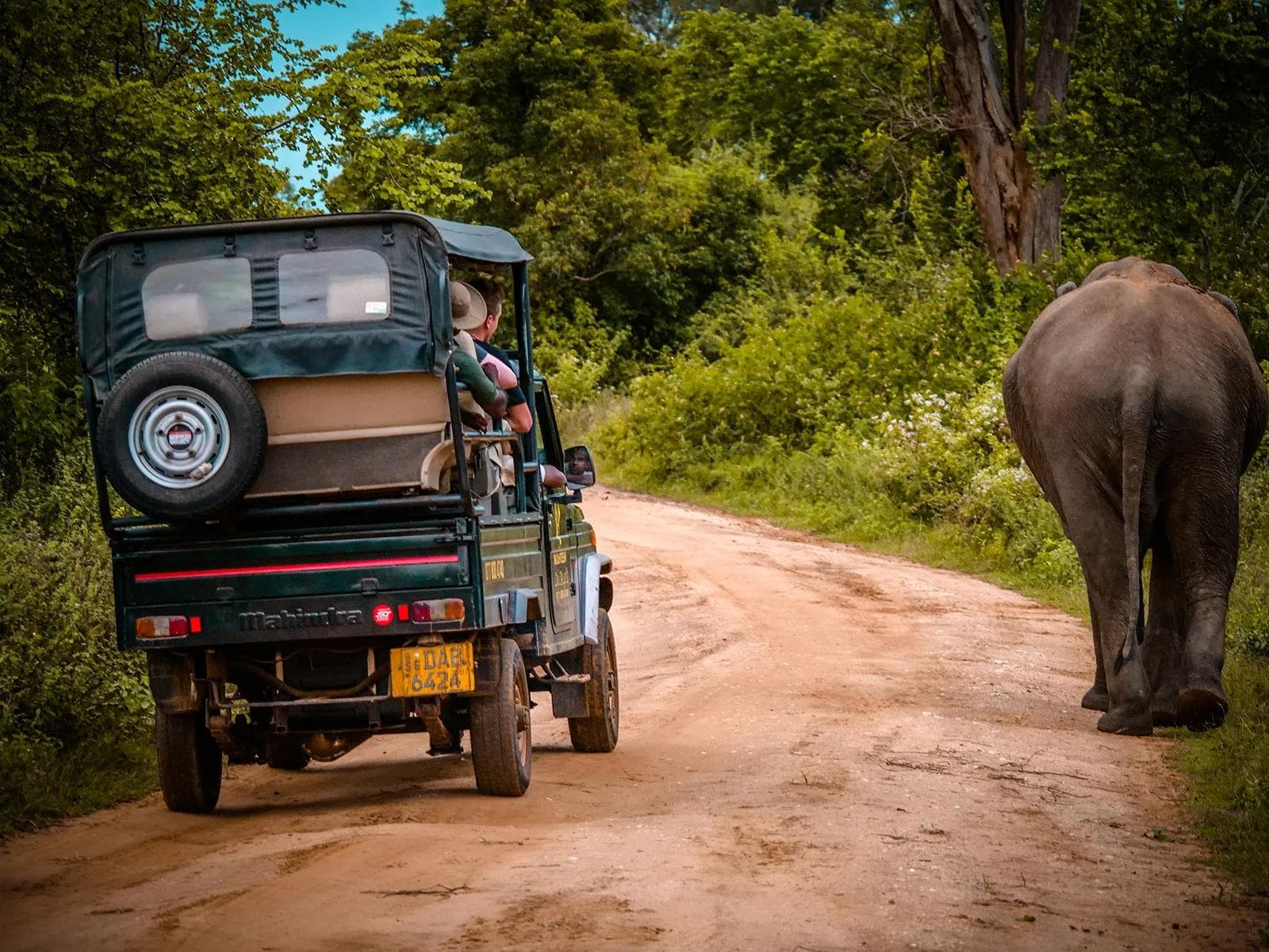 Udawalawe Safari Day Trip: Seeing Elephants from Mirissa