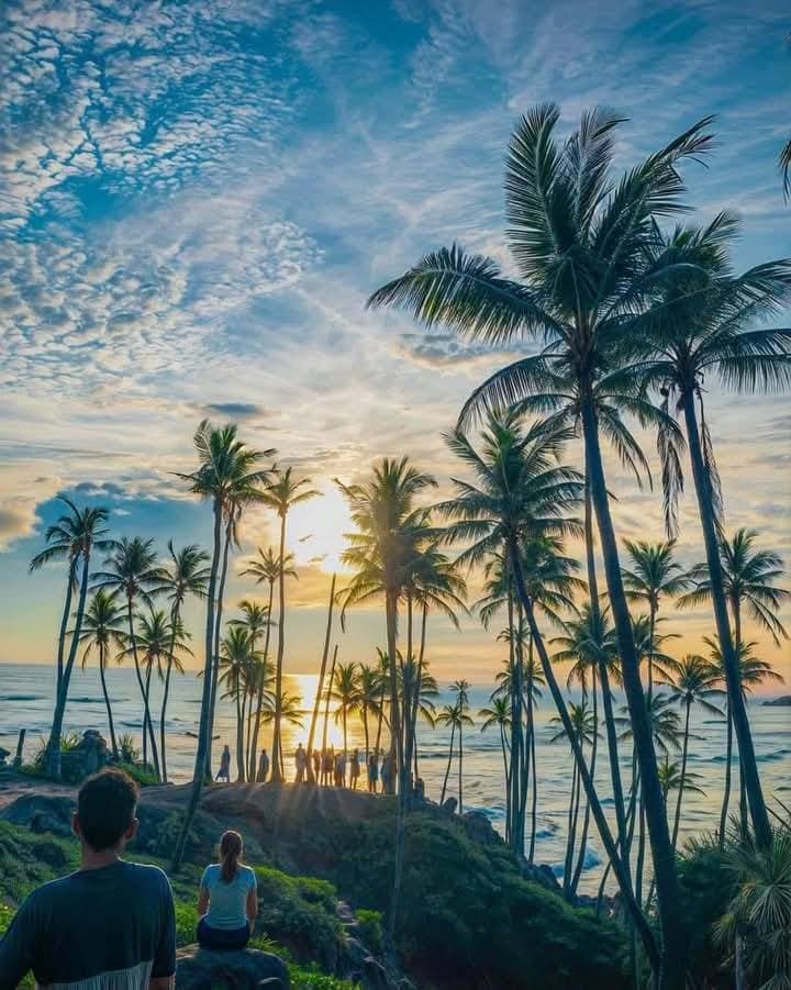 Coconut Tree Hill: The Tropical Outlook