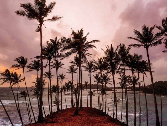 Coconut Tree Hill: The Palm Promenade