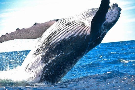 The ultimate three day beach itinerary for Mirissa