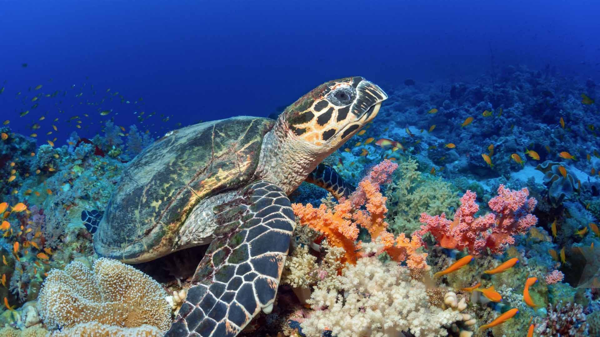 Mirissa’s Underwater Wonders: Snorkeling with Sea Turtles