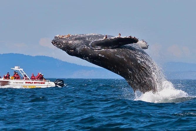 Responsible Whale Watching: Encounter the Blue Whale
