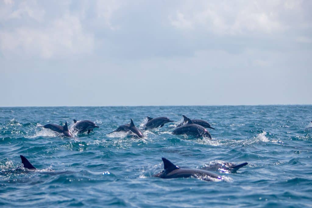 Whale Watching in Mirissa: Blue Whales, Prices, and Finding an Ethical Tour