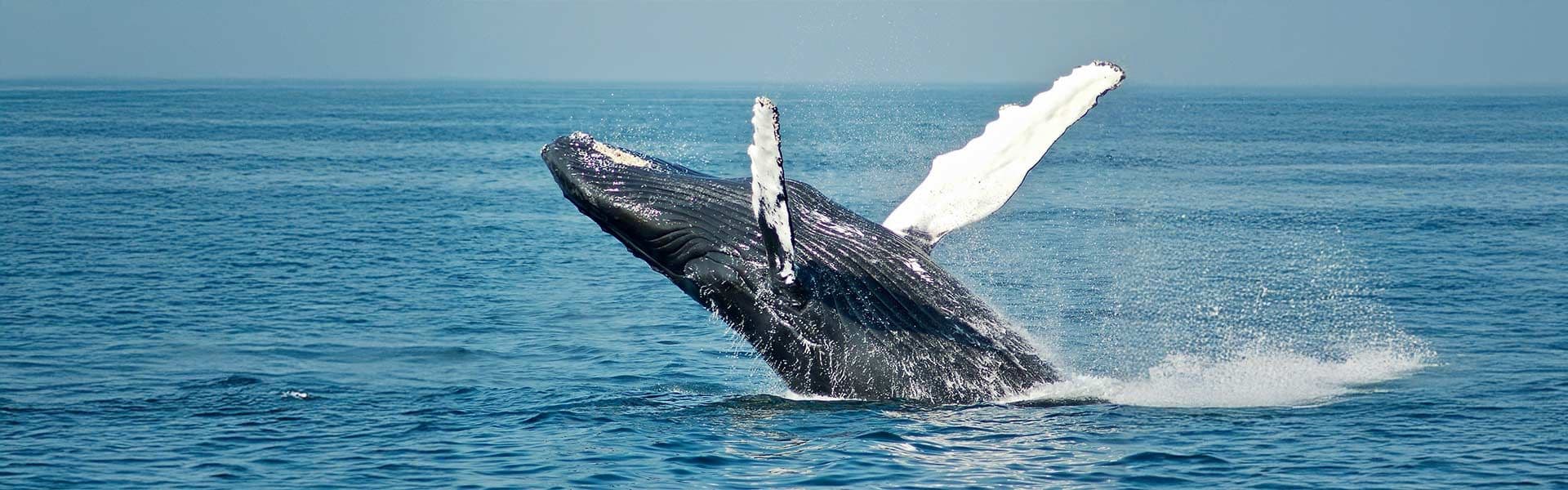 Mirissa's Deep Blue: Majestic Whale Watching Safaris