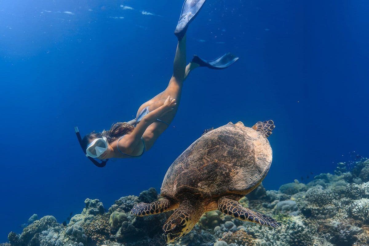 Encounter sea turtles at Turtle Point in Mirissa